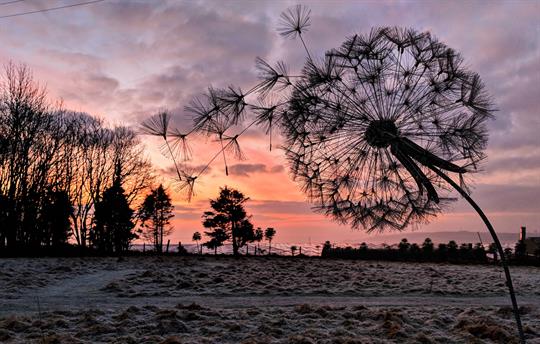 "Central Bark" 6 acres dog walking