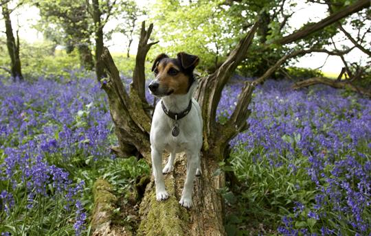 Dogs (of all sizes) welcome 