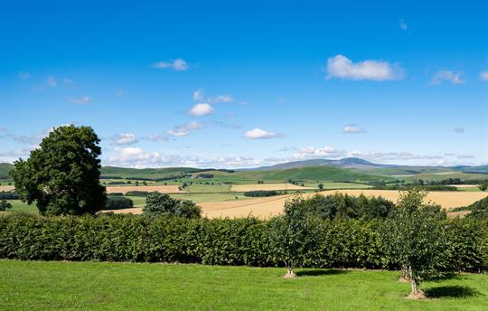 Hemmel House Landscape 2
