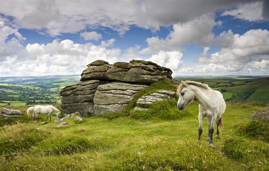 Dartmoor ponies