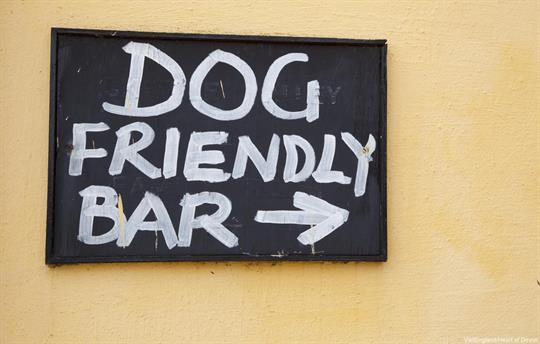 Dog Friendly Bar