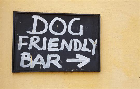 Dog Friendly Bar