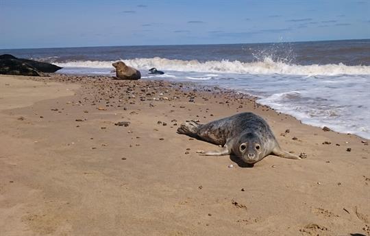 Seal watching at Horsey Gap