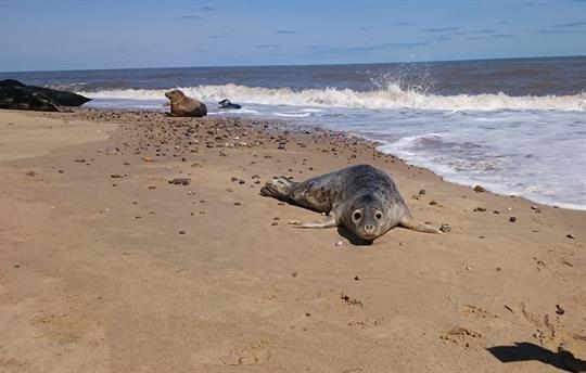 Seals at Horsey Gap
