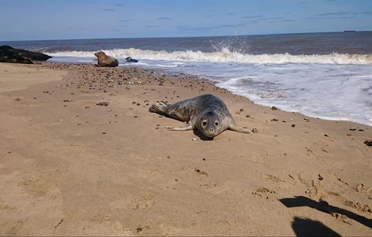 Seal watching at Horsey Gap
