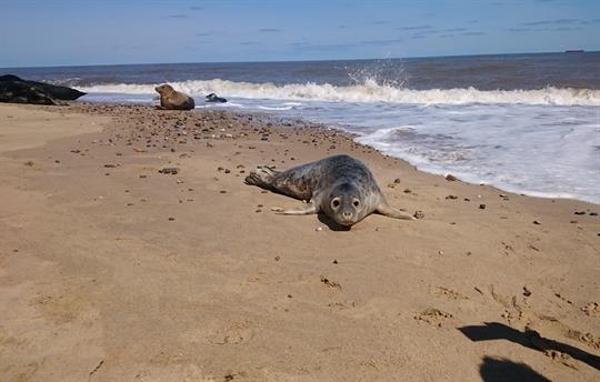 Seal watching at Horsey Gap