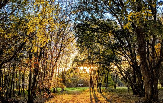 Onsite dog walks (Central Bark)