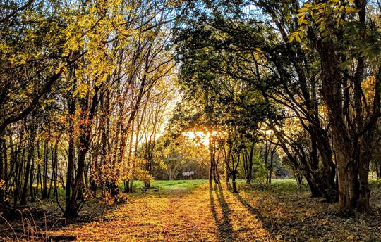 Onsite dog walks (Central Bark)