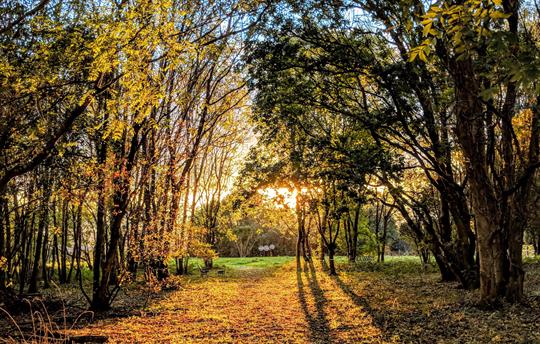 Onsite dog walks (Central Bark)