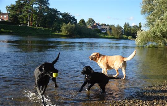 River Wye great for dog walks