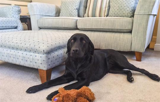 Harewood is dog friendly